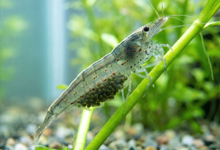 berried female amano shrimp carrying green eggs on planted aquarium stem
