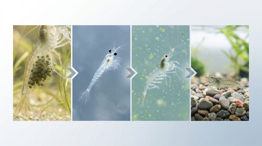 amano shrimp life cycle from eggs to zoea larva to juvenile in brackish and freshwater