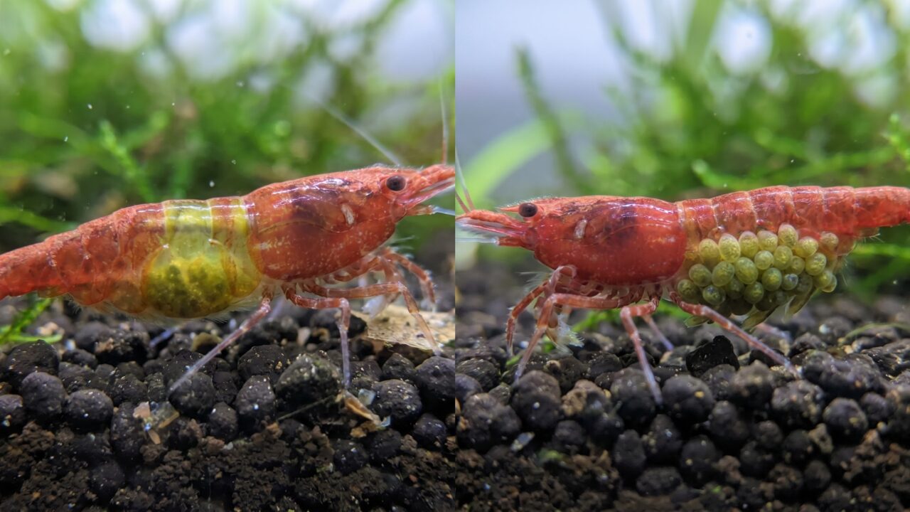 Side-by-side of a saddled and a berried cherry shrimp showing saddle vs egg location