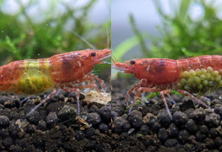 Side-by-side of a saddled and a berried cherry shrimp showing saddle vs egg location