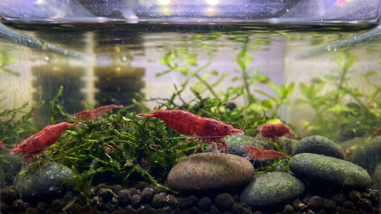 Colony of red cherry shrimp grazing on java moss in a small planted beginner tank
