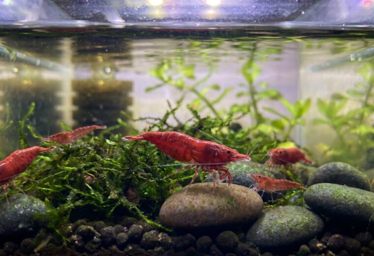 Colony of red cherry shrimp grazing on java moss in a small planted beginner tank