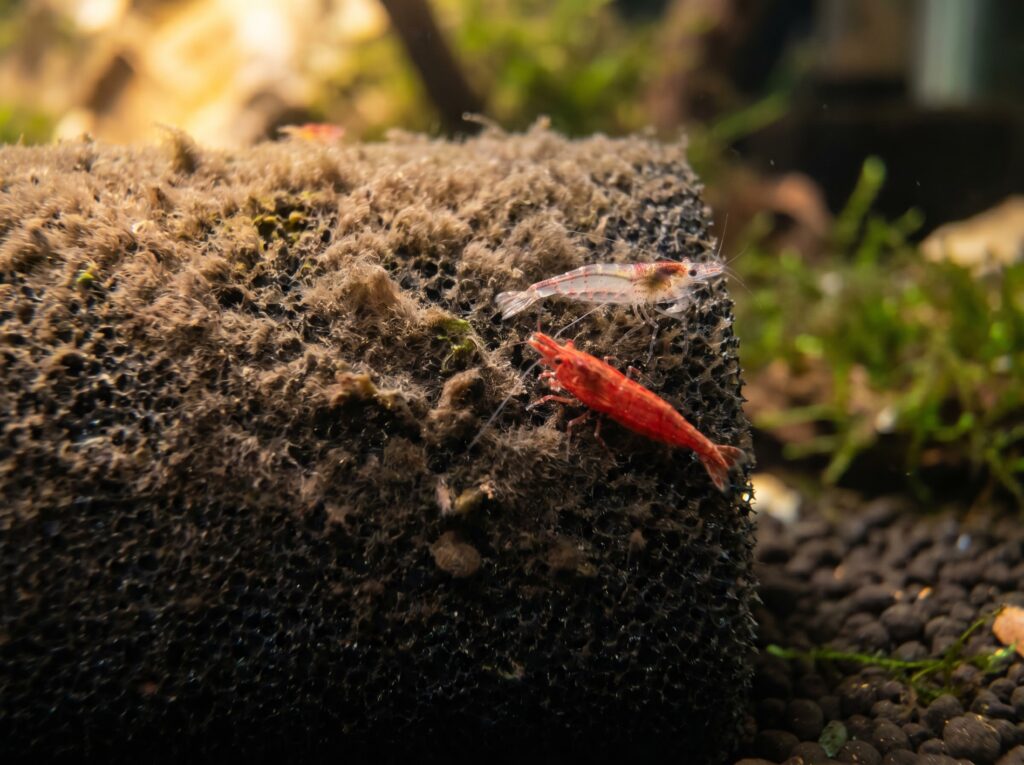 Cherry shrimp grazing on biofilm coating a mature sponge filter in a cycled tank
