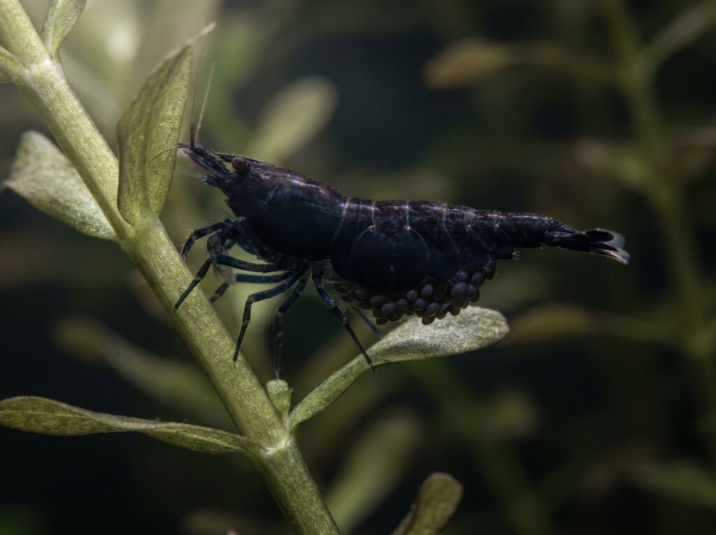 Berried Black Rose Neocaridina female carrying a clutch of dark eggs on an aquatic plant