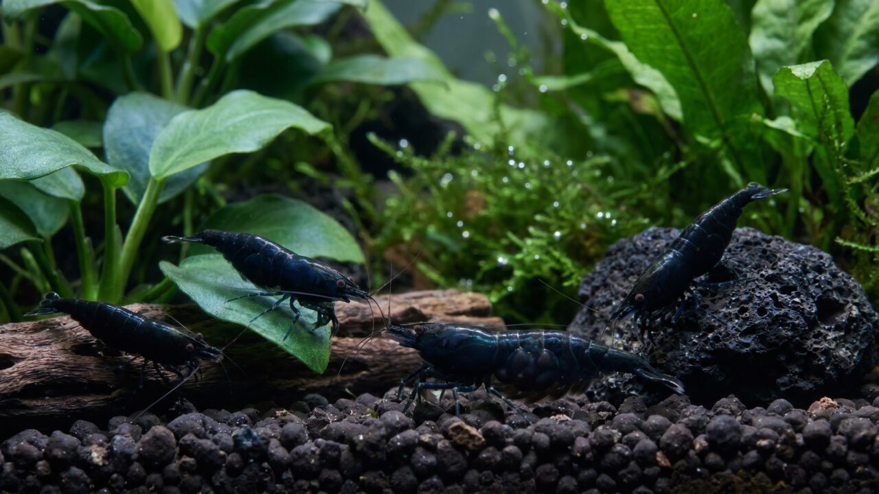 Colony of Black Rose Neocaridina shrimp foraging on dark substrate in a planted tank