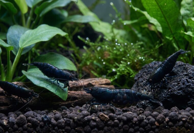 Colony of Black Rose Neocaridina shrimp foraging on dark substrate in a planted tank