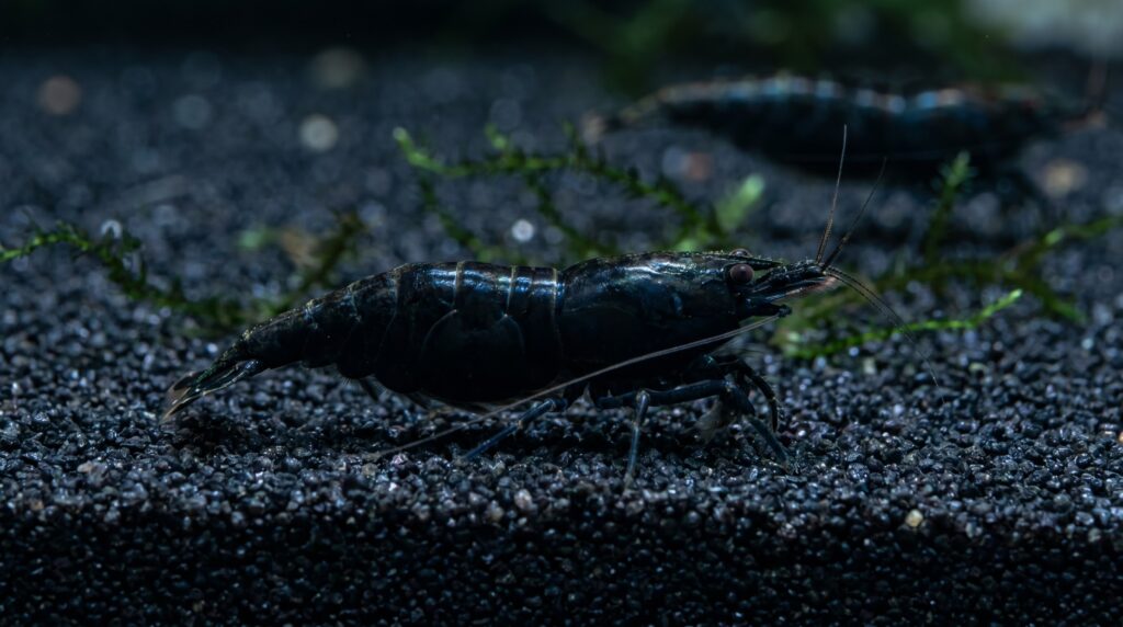 High-grade Black Rose shrimp showing opaque black coloration on dark aquarium sand