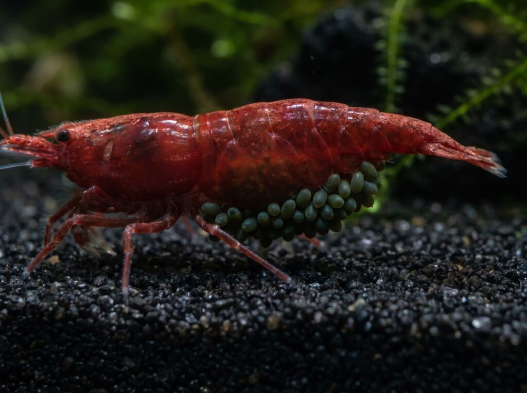 Berried female Bloody Mary shrimp carrying eggs under her abdomen in a planted tank