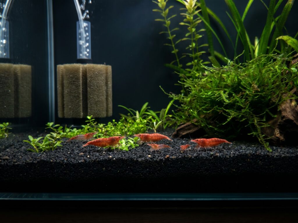 Bloody Mary shrimp colony in a planted nano tank with dark substrate and sponge filter