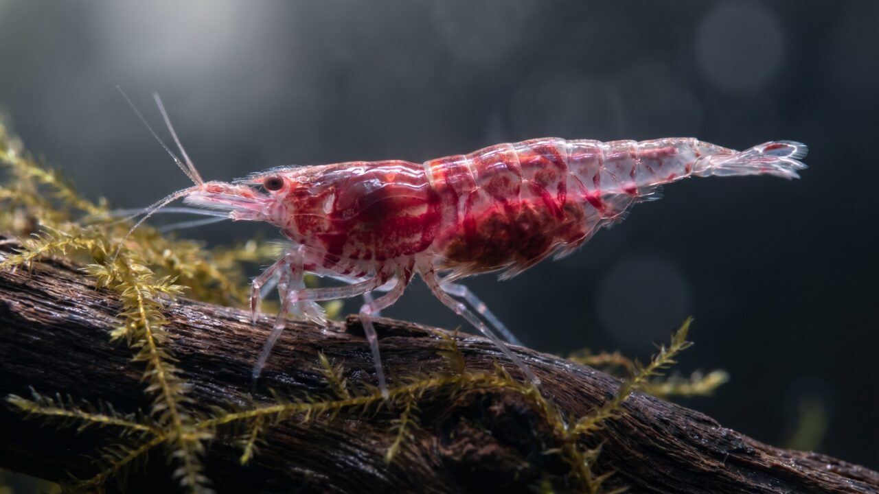 Bloody Mary shrimp showing translucent shell and deep crimson tissue color on driftwood