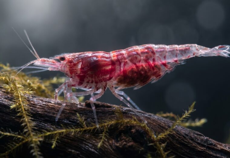 Bloody Mary shrimp showing translucent shell and deep crimson tissue color on driftwood