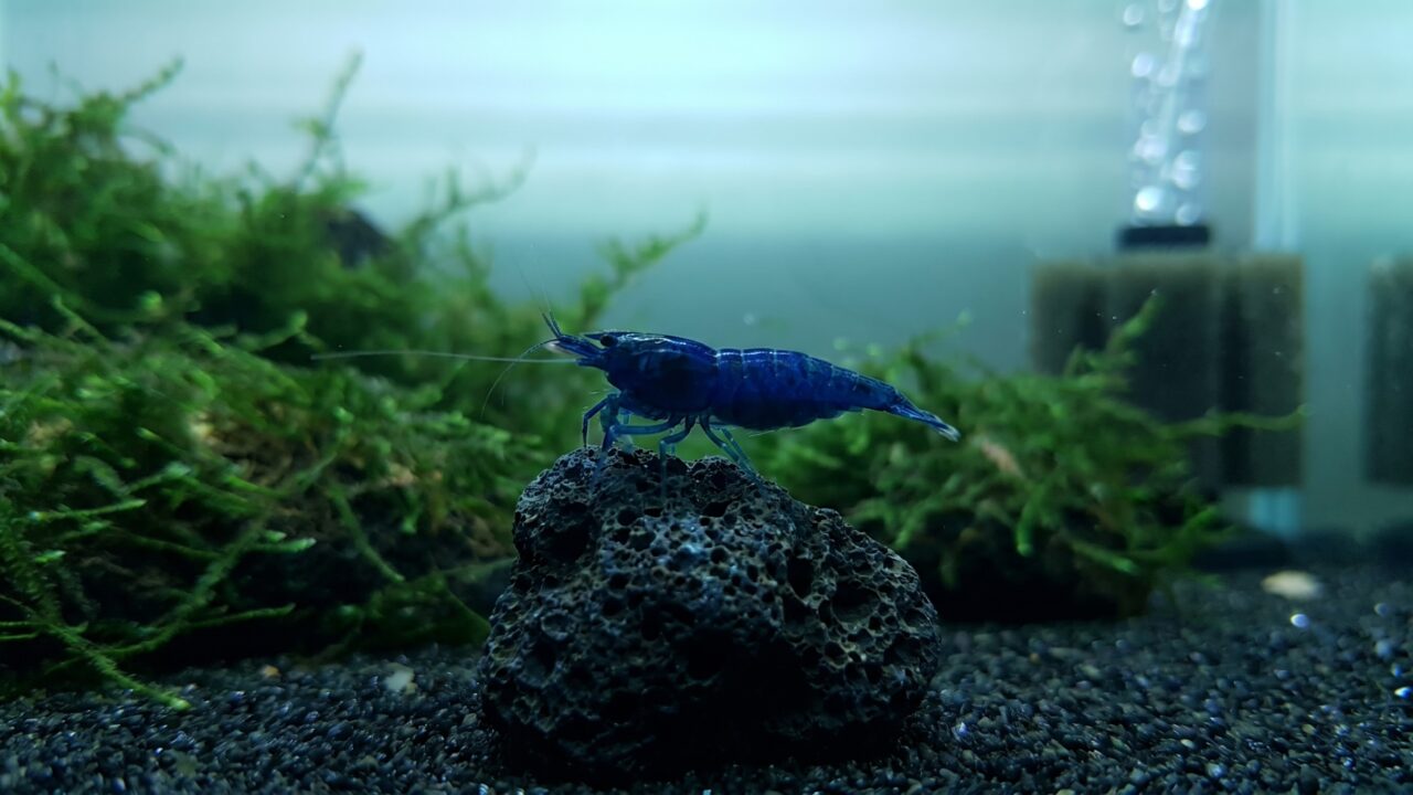 Top-grade female Blue Dream shrimp showing deep opaque blue coloration on dark volcanic rock