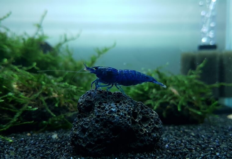 Top-grade female Blue Dream shrimp showing deep opaque blue coloration on dark volcanic rock