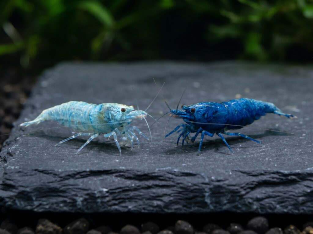 Low-grade and top-grade Blue Dream shrimp side by side showing color depth difference