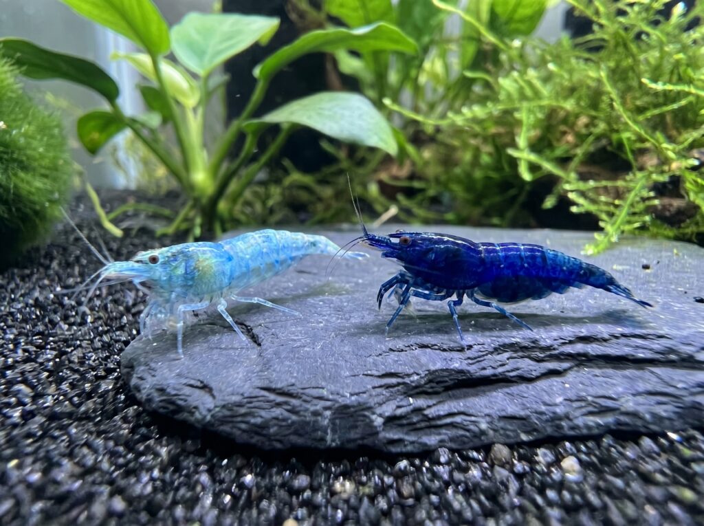 Blue Velvet shrimp next to Blue Dream shrimp showing the opacity and color depth difference
