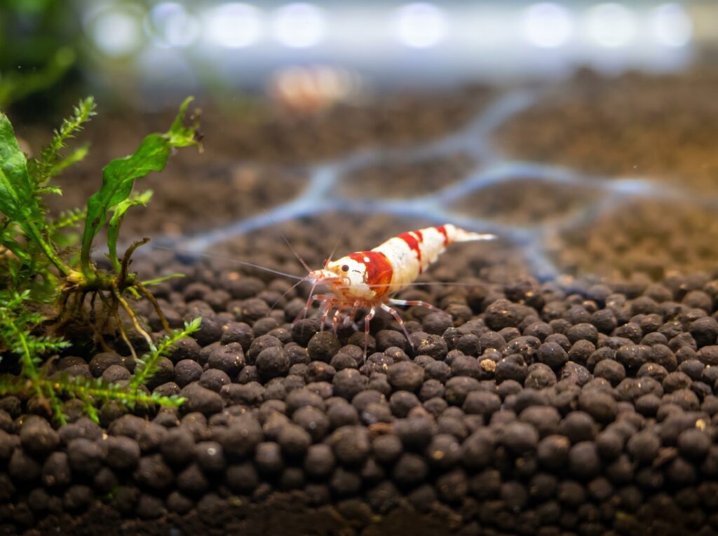 Crystal red Caridina shrimp on dark active buffering soil substrate in an acidic soft-water tank