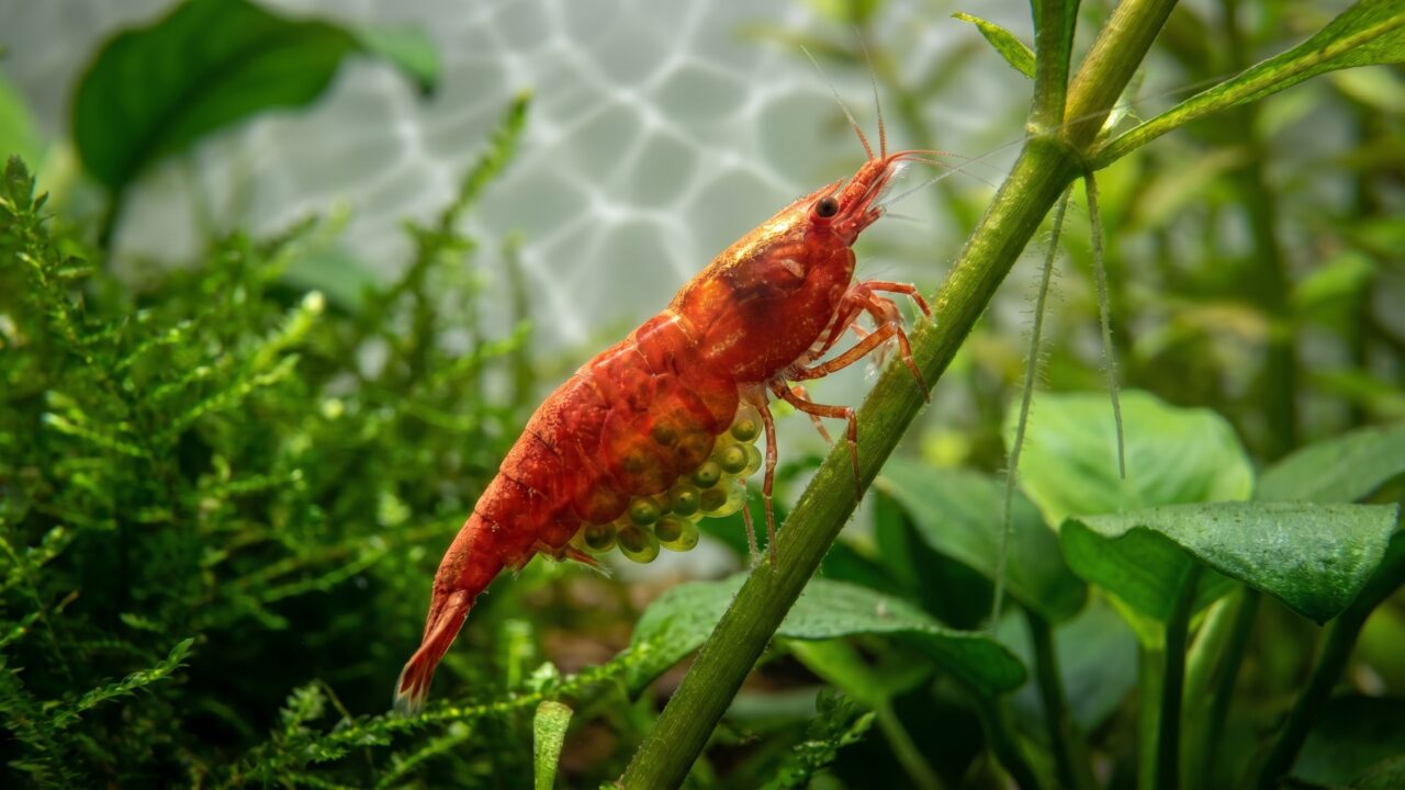 berried cherry shrimp female carrying green egg cluster on planted aquarium stem