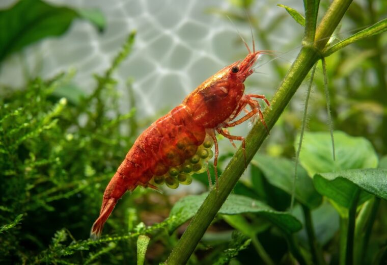 berried cherry shrimp female carrying green egg cluster on planted aquarium stem
