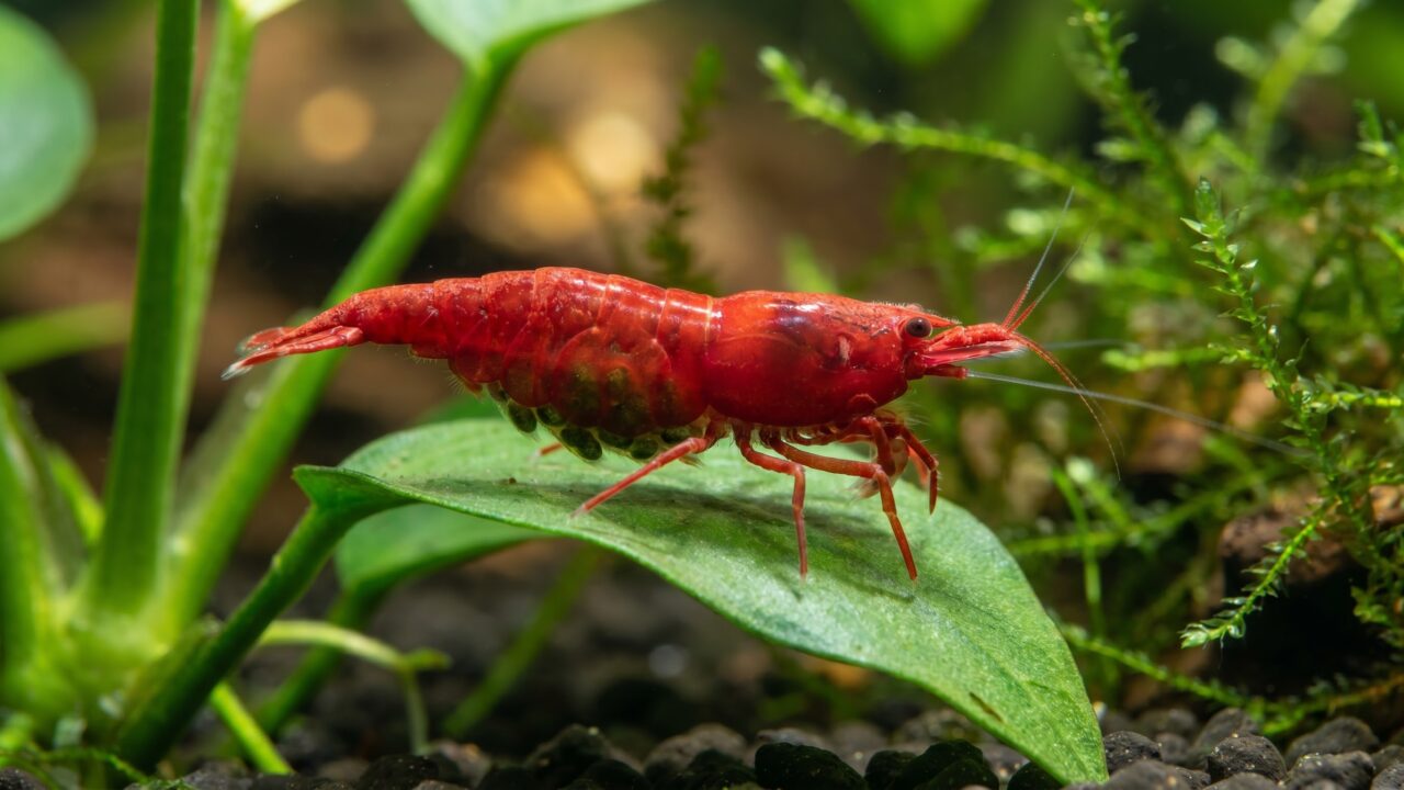 berried painted fire red cherry shrimp on aquatic plant leaf in planted tank