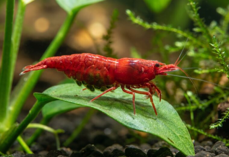 berried painted fire red cherry shrimp on aquatic plant leaf in planted tank