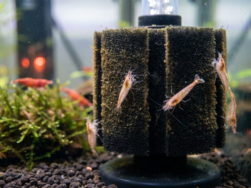 tiny cherry shrimp shrimplets grazing biofilm on an aquarium sponge filter