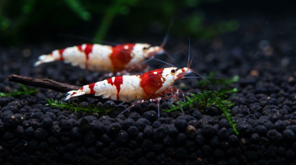 Crystal red shrimp on dark active aquasoil substrate in a precision Caridina setup