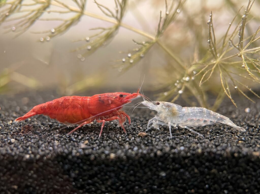 Cherry red Neocaridina shrimp beside its freshly shed exoskeleton on dark substrate