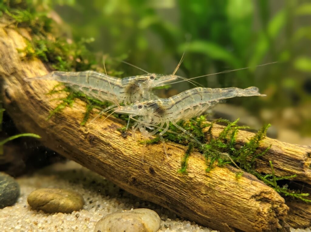 Two transparent ghost shrimp showing internal organs on driftwood in a freshwater tank