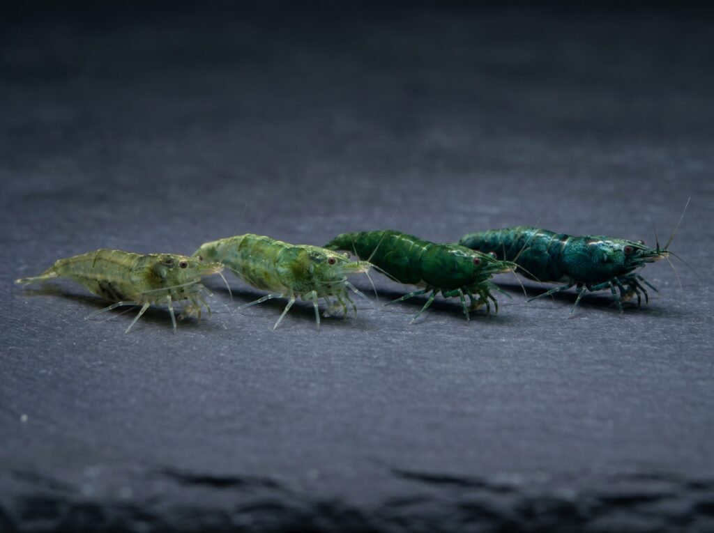four green jade shrimp showing a range of color grades from pale olive to deep opaque jade