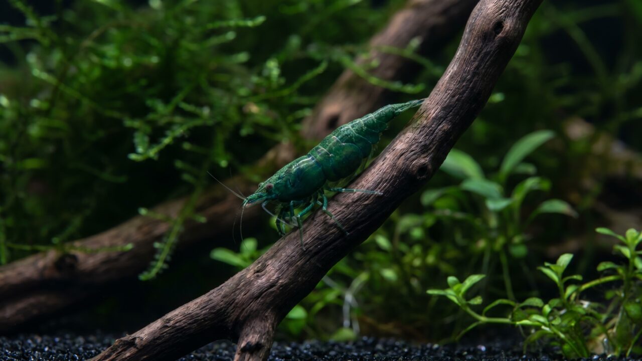adult female green jade shrimp on dark driftwood in a planted freshwater aquarium