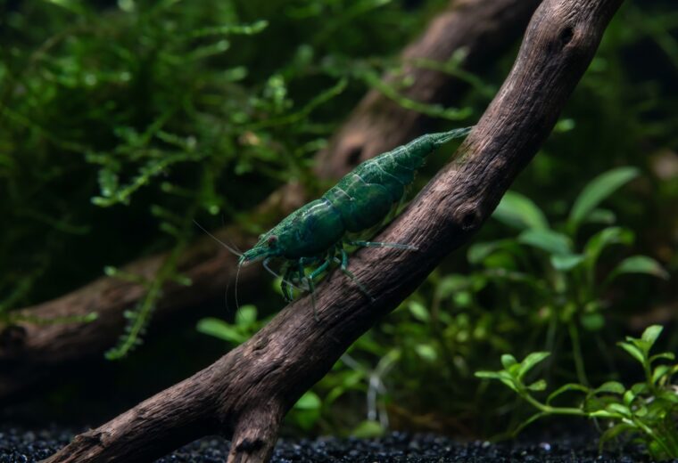 adult female green jade shrimp on dark driftwood in a planted freshwater aquarium