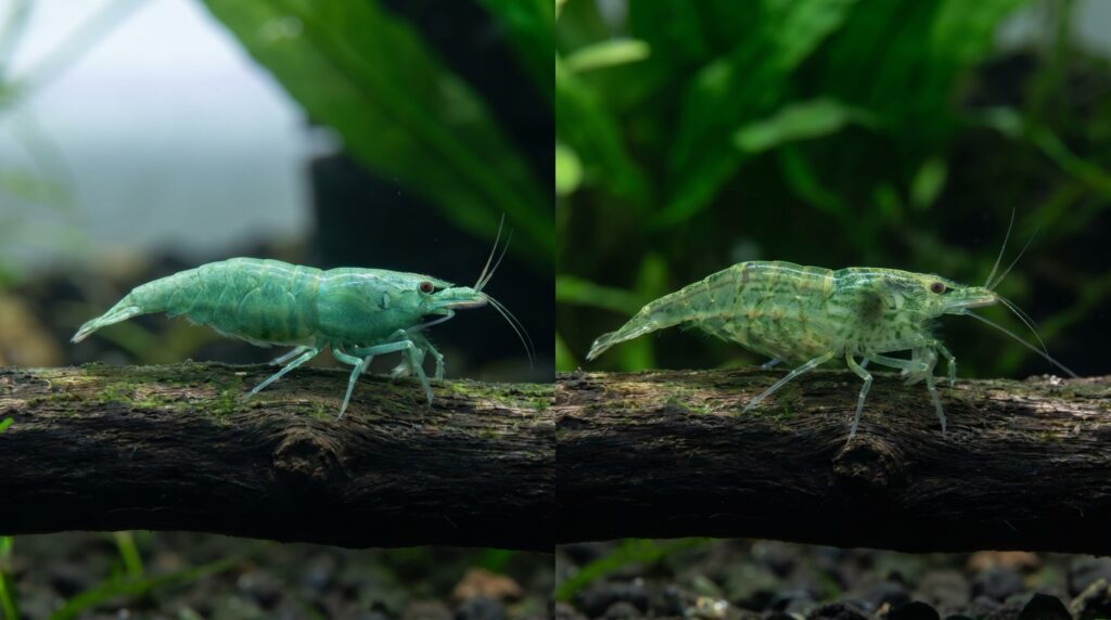 green jade shrimp beside a green babaulti shrimp showing body shape and color differences