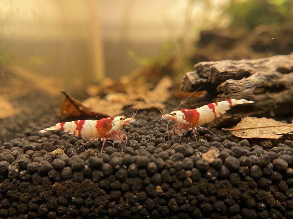 crystal red bee shrimp resting on dark active aquasoil substrate in a Caridina setup