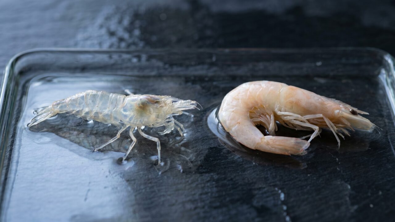 clear translucent shrimp molt shell beside an opaque dead shrimp on dark slate