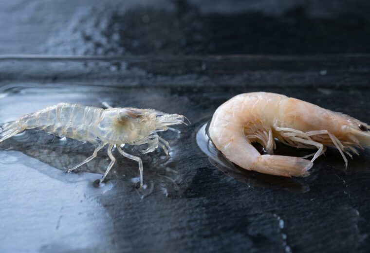 clear translucent shrimp molt shell beside an opaque dead shrimp on dark slate