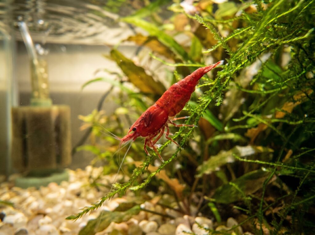 Neocaridina cherry shrimp in vivid red clinging to java moss in a planted tank