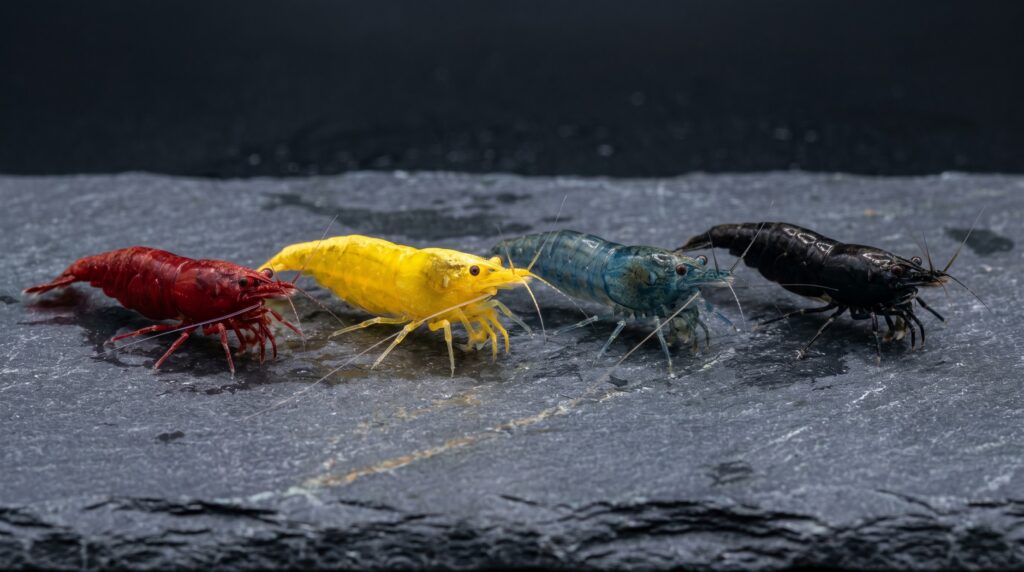 Four Neocaridina davidi color varieties, red yellow blue and black, arranged on dark slate