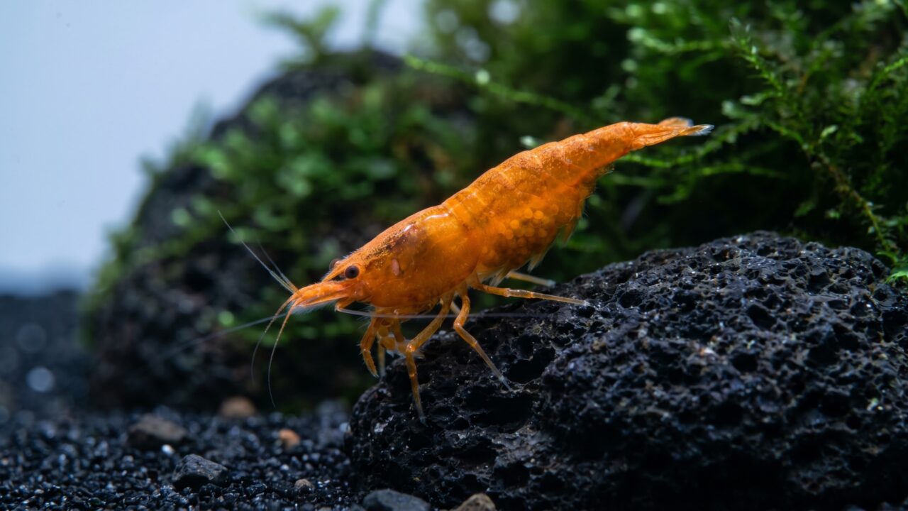 High-grade female orange cherry shrimp berried on dark stone in a planted nano tank