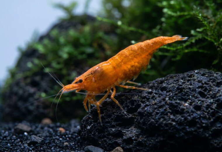 High-grade female orange cherry shrimp berried on dark stone in a planted nano tank