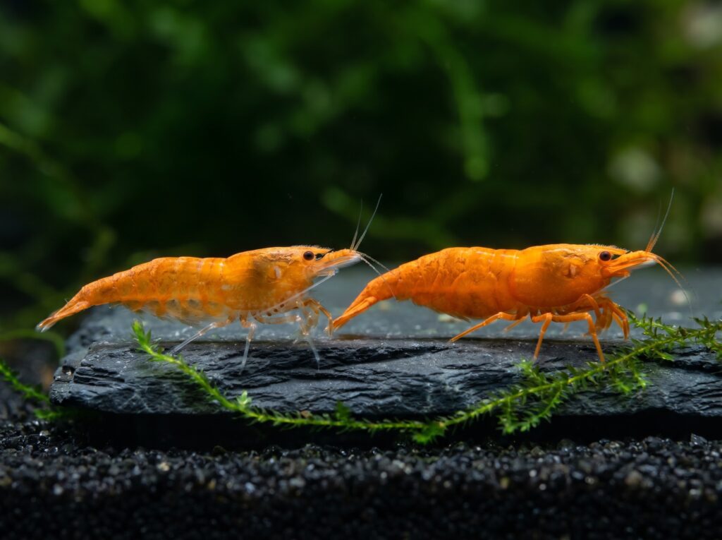 Side-by-side comparison of mid-grade Orange Sakura and top-grade Pumpkin Neocaridina females