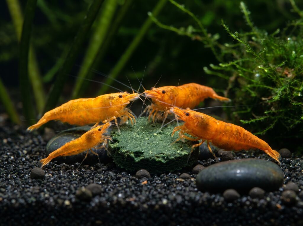 Orange cherry shrimp feeding on a spirulina wafer on dark sand substrate
