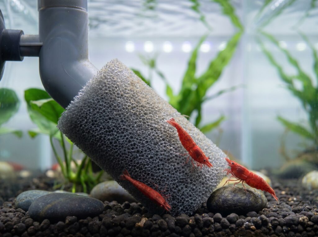 Pre-filter sponge fitted over a HOB filter intake to protect baby shrimp in a planted tank
