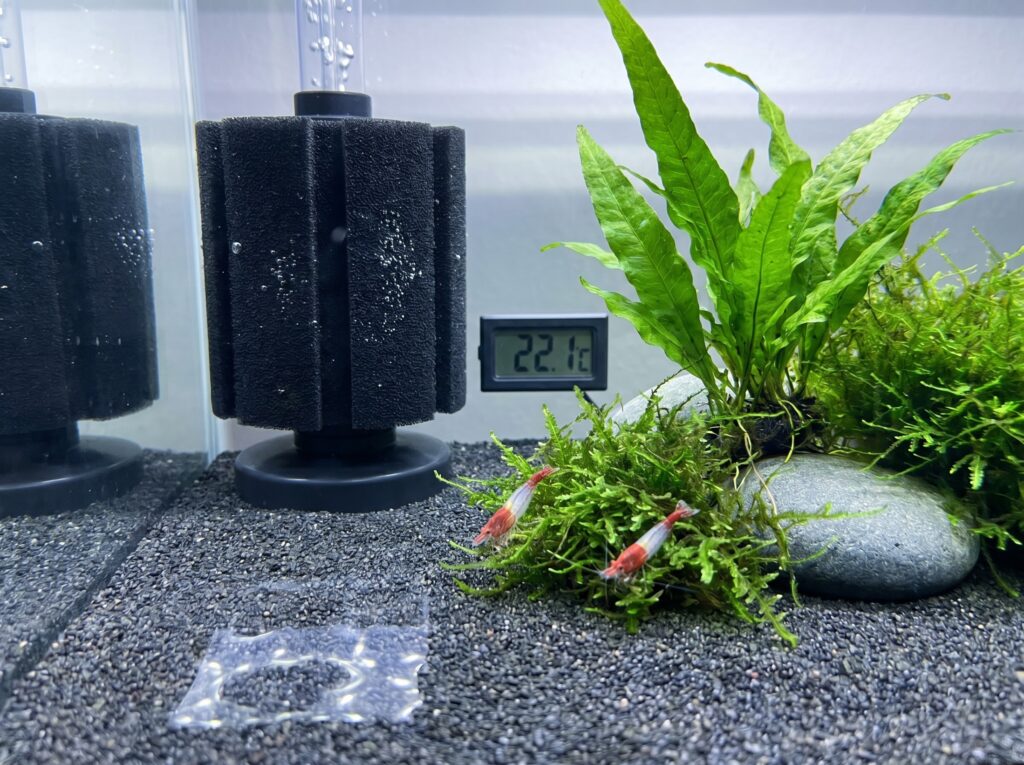 Planted nano shrimp tank with sponge filter and Red Rili shrimp at 22°C
