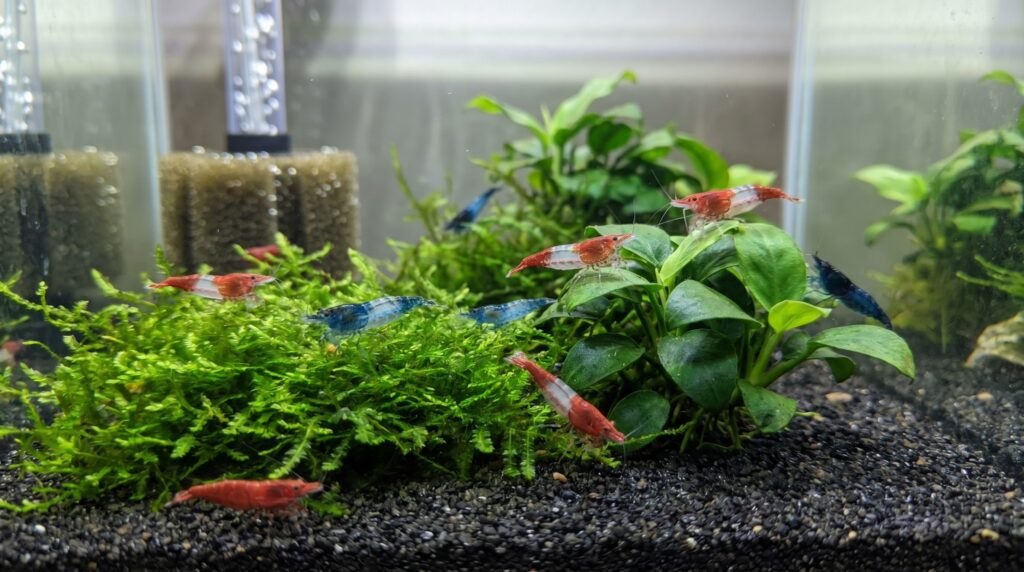 Small rili shrimp colony with mixed pattern grades grazing in a planted nano tank