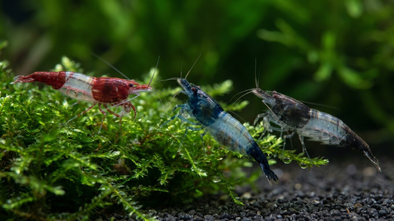 Red, Blue, and Carbon Rili shrimp side by side on aquatic moss showing the rili pattern