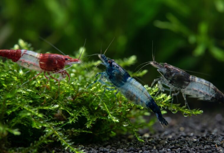 Red, Blue, and Carbon Rili shrimp side by side on aquatic moss showing the rili pattern
