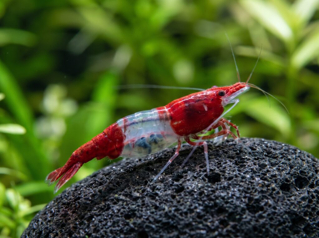 Single Red Rili shrimp on dark lava stone showing the sharp transparent window mid-body