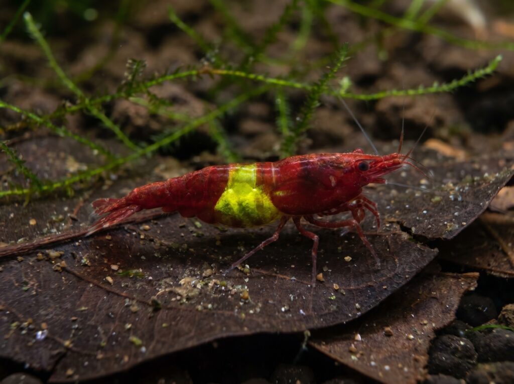 Female cherry shrimp showing yellow-green saddle eggs visible on her back