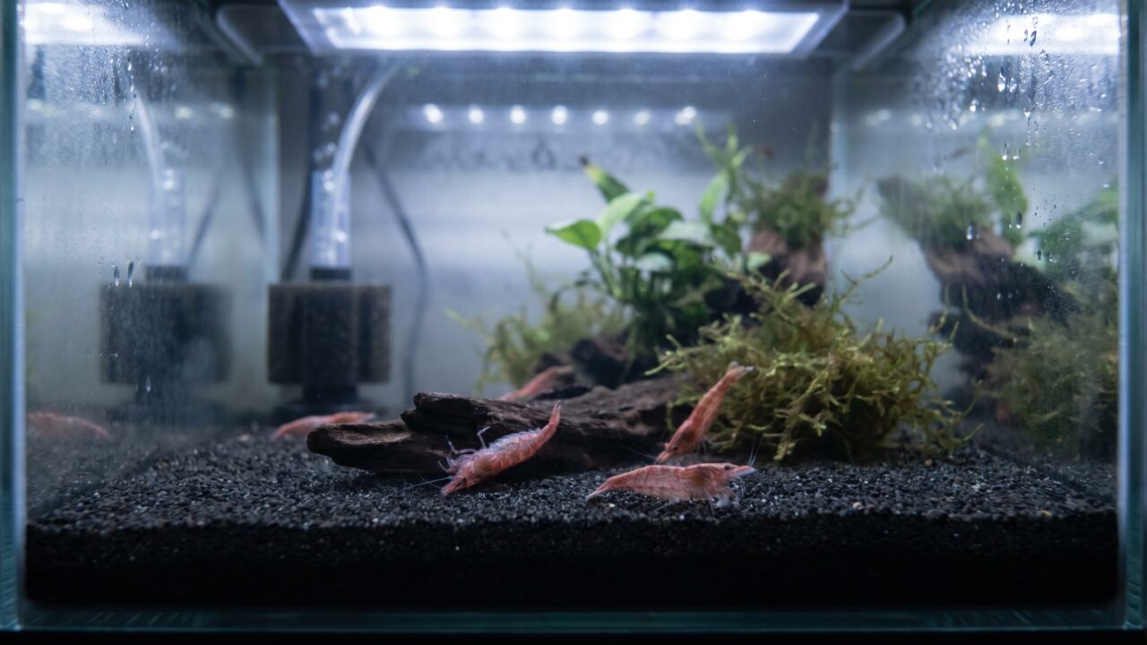 Dead cherry shrimp lying on dark substrate in a planted nano tank, overnight colony crash