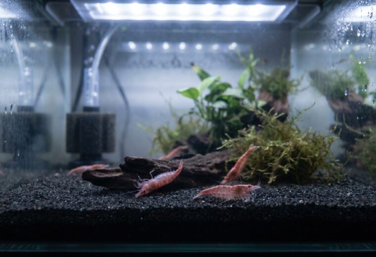Dead cherry shrimp lying on dark substrate in a planted nano tank, overnight colony crash